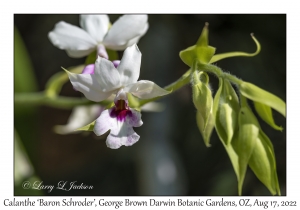 Calanthe 'Baron Schroder'