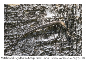 Metallic Snake-eyed Skink