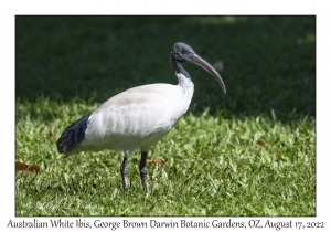 Australian White Ibis