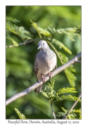 Peaceful Dove