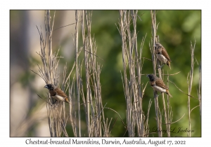 Chestnut-breasted Mannikins