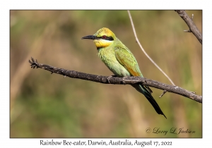 Rainbow Bee-eater