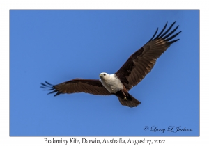 Brahminy Kite