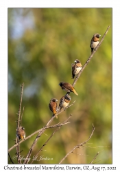 Chestnut-breasted Mannikins