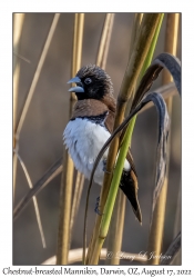 Chestnut-breasted Mannikin