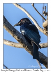 Spangled Drongo