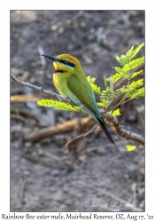 Rainbow Bee-eater male