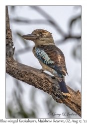 Blue-winged Kookaburra