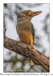 Blue-winged Kookaburra