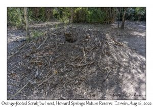 Orange-footed Scrubfowl Nest