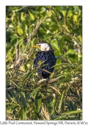 Little Pied Cormorant