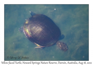 Yellow-faced Turtle