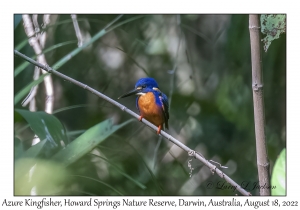 Azure Kingfisher