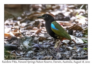 Rainbow Pitta