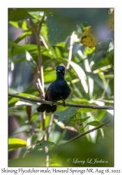 Shining Flycatcher male