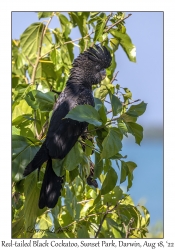 Red-tailed Black Cockatoo