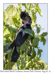 Red-tailed Black Cockatoo