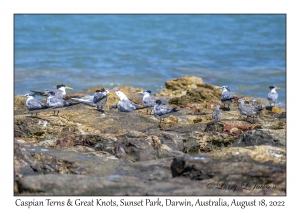 Caspian Terns & Great Knots