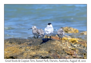 Great Knots & Caspian Tern