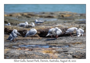 Silver Gulls