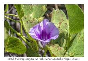 Beach Morning Glory