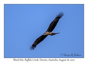 Black Kite