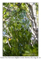 Green Tree Ant Nest