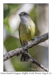 Green-backed Gerygone