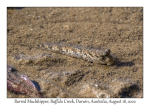 Barred Mudskipper