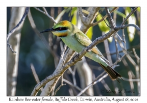 Rainbow Bee-eater female