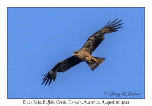 Black Kite