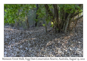 Monsoon Forest Walk