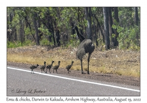 Emu & chicks