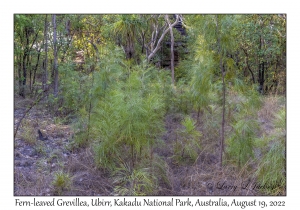 Fern-leaved Grevillea