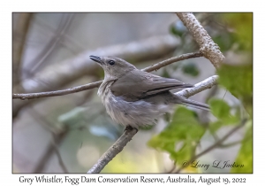 Grey Whistler