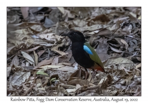 Rainbow Pitta