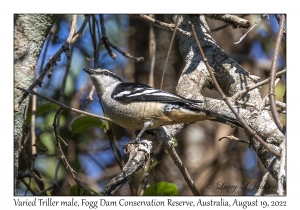 Varied Triller male