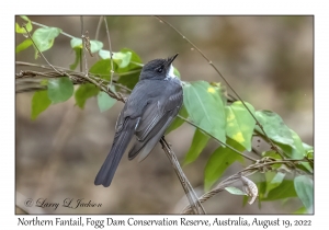 Northern Fantail