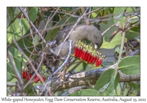 White-gaped Honeyeater