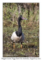 Magpie Goose