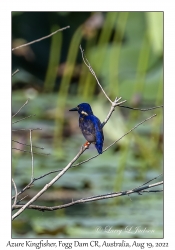 Azure Kingfisher