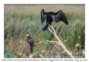 Little Pied Cormorant & Australasian Darter