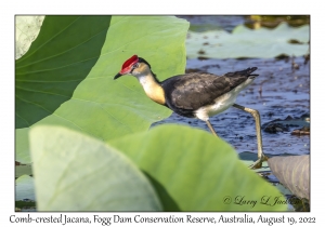 Comb-crested Jacana