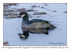 Green Pygmy Goose male