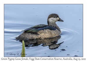 Green Pygmy Goose female