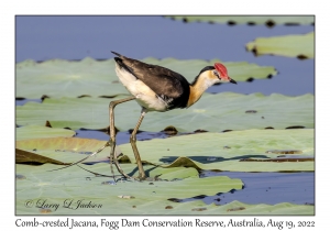 Comb-crested Jacana