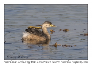 Australasian Grebe