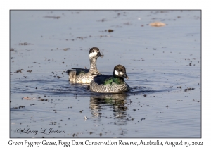 Green Pygmy Geese