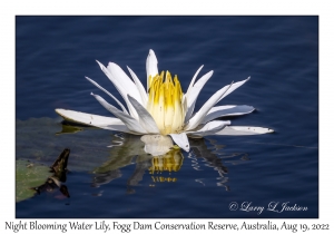 Night-blooming Water Lily