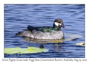 Green Pygmy Goose male